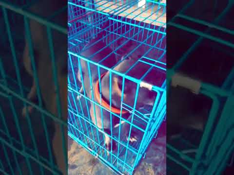 Sidhu dog farm(kulbir jhijer)(ride or die)🤝#viral #dogshorts #doglovers #treding #trendingshorts