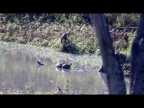 Djuma: Monitor Lizard and Terrapins - 08:12 - 04/15/2022