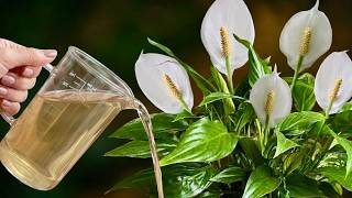 Keep Your Peace Lily Leaves Shiny and Bright With This Trick!