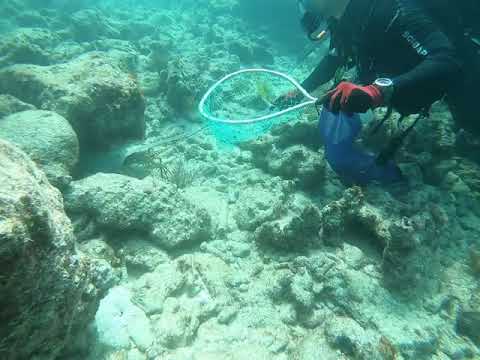 How to Catch Spiny Lobster with a tickle stick and net in Florida!