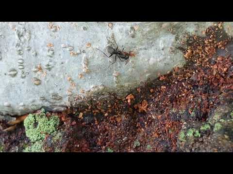 Mosquitoes & Carpenter Ants Clean House in Millstone Township, NJ