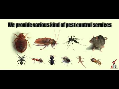 Rat pest control services
