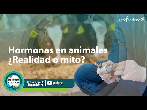 , title : 'Hormonas en los animales: ¿Realidad o mito? 💉🐮🐷🐔'