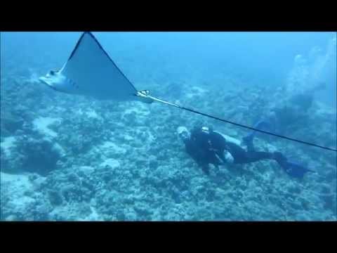 EAGLE RAYS AT WHITE KNIGHT SHARM EL SHEIKH