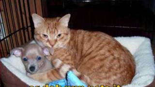 The Bonzo Dog Doo dah band -Jollity Farm (funny Animals Vid)