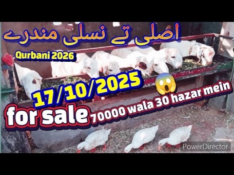 Qurbani 2026 ke liye Mundra Chatri for sale asali Te Nasreen mujra