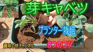 [Brussels sprouts] 8 tips for growing in a planter 25/10/25