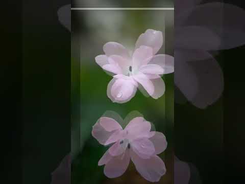 nature lover #youtubeshort #Status Video #Aye Meri Zahara jabeen