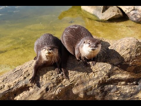 Meet the Otters at Askham Bryan Wildlife Park