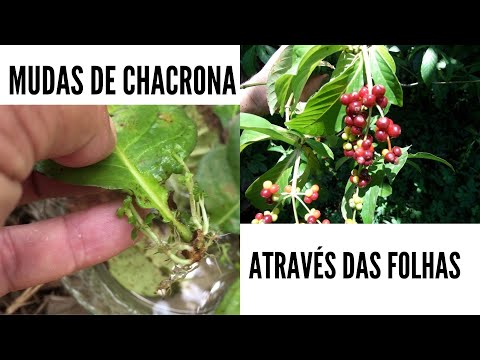 How to make CHACRONA SEEDLINGS using leaves / Psychotria Viridis / Ayahuasca.