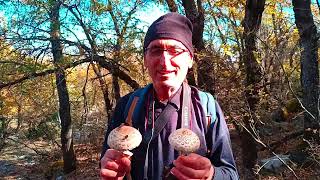 SEYDİŞEHİR KÜPE DAĞINDA SONBAHAR GÜZELLİĞİ