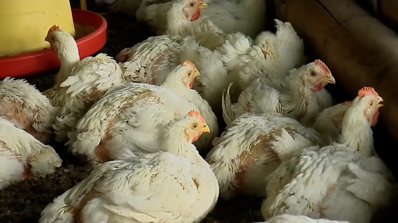 21 FEB   CAP 1   AVICULTURA POLLO DE ENGORDE POLLO SANTA LUCIA   ARMENIA   QUINDÍO