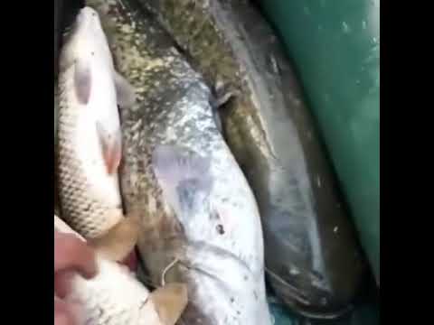 Электроудочка Fisher F 3500 Predator-AF3500 ( встроенное питание )