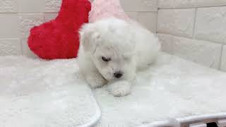 ビションフリーゼの動画01