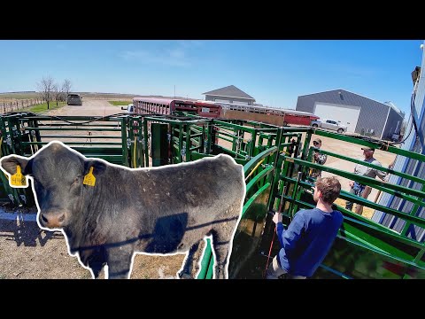 Sonne Farms Black Angus Bull Sale