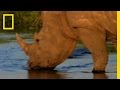 Wild Rhinos | National Geographic