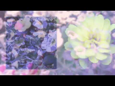 Video thumbnail for (Missed Calls)