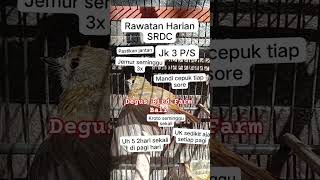 Download lagu sedikit tips untuk rawatan SRDC ,agar makin rajin berkicau mp3 Download lagu sedikit tips untuk rawatan SRDC ,agar makin rajin berkicau mp3
