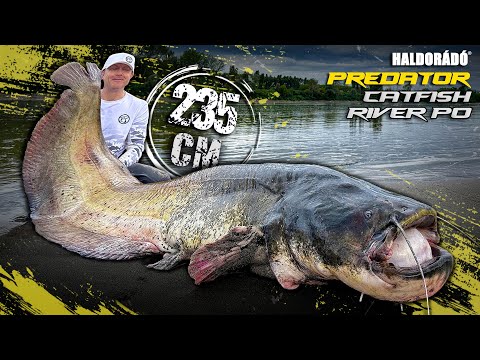 Gábor Döme – LEGENDÄRES WELSANGELN AUF DEM WASSER, Teil 11 – Die Giganten des Po