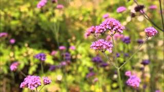 WILD FLOWERS IN THE BREEZE