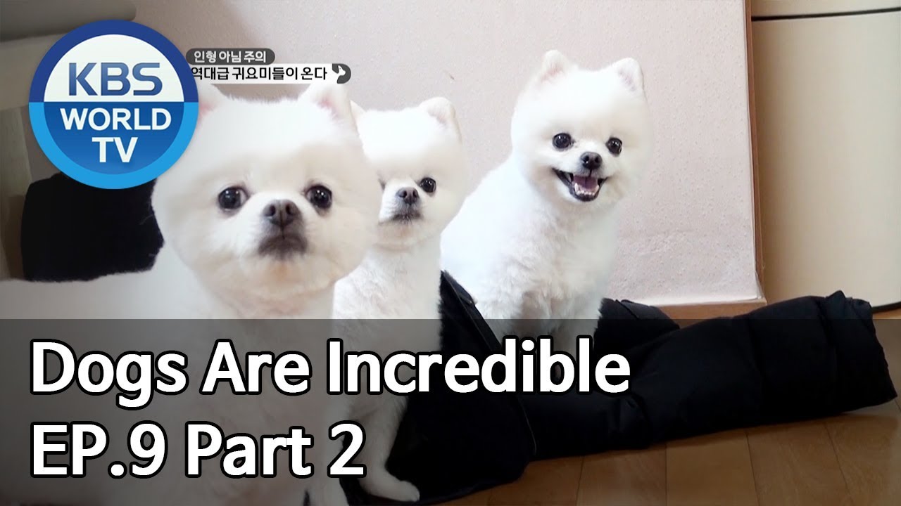 Dogs are incredible | 개는 훌륭하다 EP.9 Part 2 [SUB : ENG/2020.01.21]