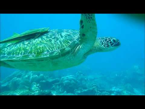 Kopie van Raja ampat