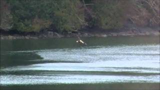 preview picture of video 'Bald Eagles off Salt Spring Island BC'