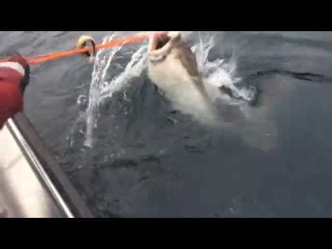 download lagu mp3 mp4 Giant Halibut, download lagu Giant Halibut gratis, unduh video klip Download Giant Halibut Mp3 dan Mp4 Music Gratis