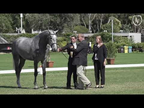 42 Coudelaria Leonardo Franco