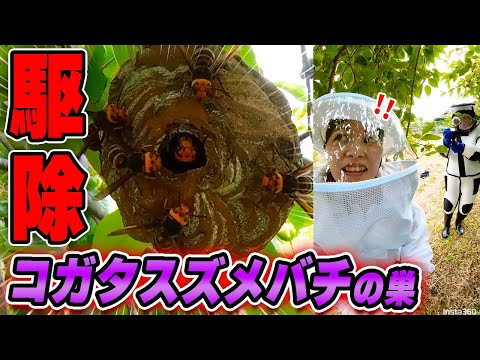 , title : '殺虫剤使わずまさかの方法で！？コガタスズメバチの巣を駆除！'