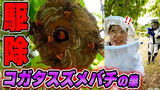 殺虫剤使わずまさかの方法で！？コガタスズメバチの巣を駆除！