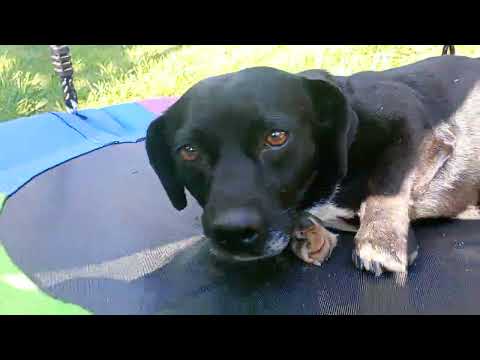 Łatek jest bocianie gniazdo 