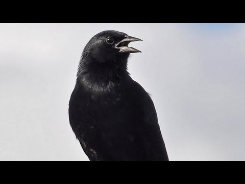 Pássaro Preto Canto Mateiro Mineiro (Graúna) 1 Hora de Canto!