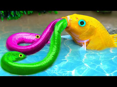 Stop Motion Fish in Mud Survival Eel hunting koi fish - Son Goku vs Venom Battle in Dragon Ball Coco
