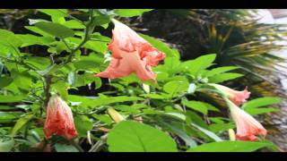 Mi confianza- Luz Casal