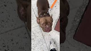 賢いブル君！　　#わんくん #わんちゃん