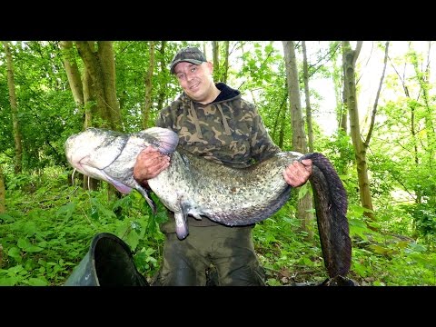 Karpfenangeln - Videotagebuch 22 - Method Feeder am Fluß mit kapitaler Überraschung