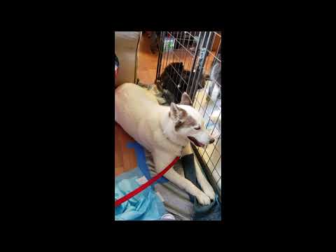 6/29/19 Joon, Rosa Maria, & Pups