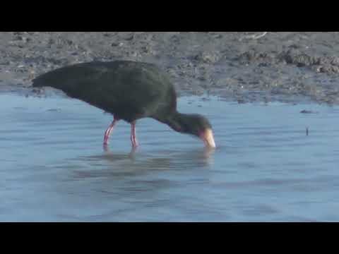 Cuervillos ó Bandurrias Santa Fe Argentina 2025