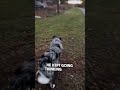 Dog recognizes her in public after not seeing her for 6 months 👏❤️ - Dylan Anderson Dog recognizes her in public after not seeing her for 6 months 👏❤️
