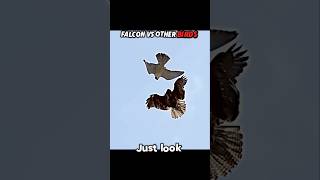 Falcon's Worst Fear... An Owl!🦅🦉#trending #animals #wildlife #birds #falcon #eagle #owl #shorts