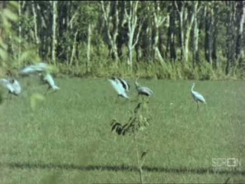 Birds And Billabongs