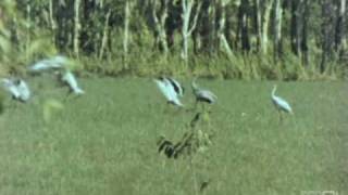 Birds And Billabongs