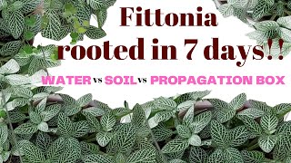 How to propagate Fittonia (Nerve Plant) : Water vs Soil vs Propagation Box   HD 1080p