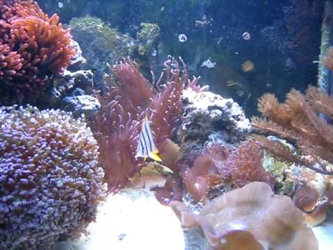 My Reef Tank - Copperband Butterfly Fish