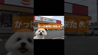 かっぱ寿司に来た🐶　#マルチーズ #犬のいる暮らし #いぬのいる生活