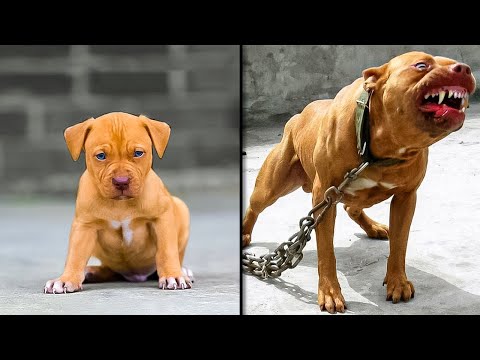 Before & After Animals Growing Up. Incredible Animal Transformations