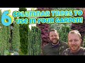 Top 6 Columnar Plants For Your Garden Landscape!