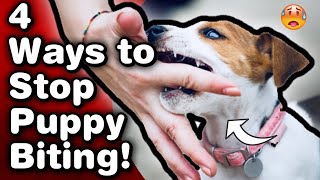 How to get a Pit bull Puppy to stop BITING!