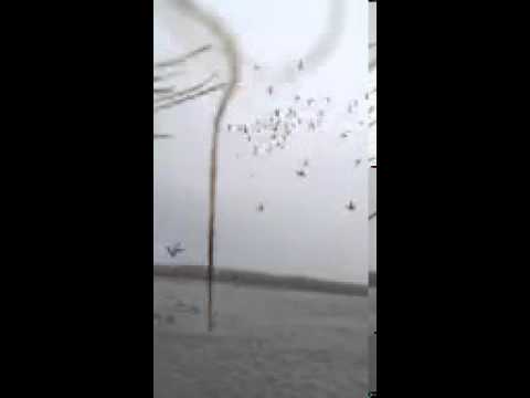 Missouri River Mallards 2012 2